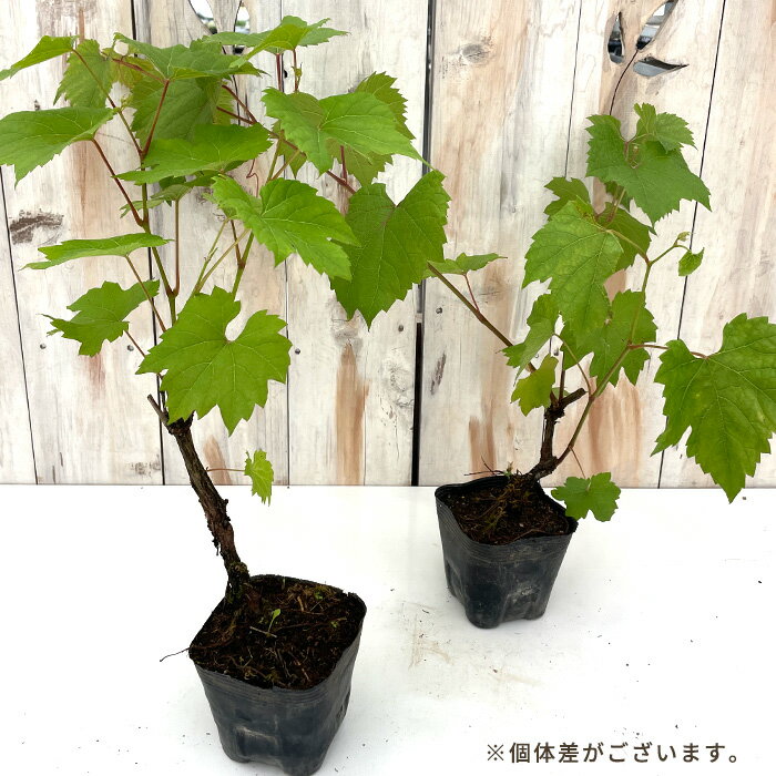 ぶどう 苗 ピッコロワイン 10.5cmポット ぶどう 葡萄 ブドウ ワイン用 果樹苗 hru