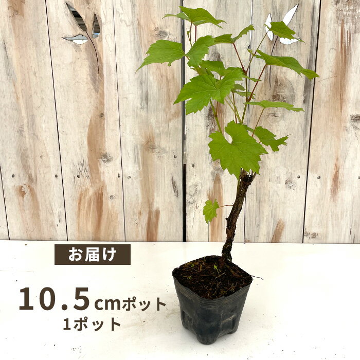 ぶどう 苗 ピッコロワイン 10.5cmポット ぶどう 葡萄 ブドウ ワイン用 果樹苗 hru