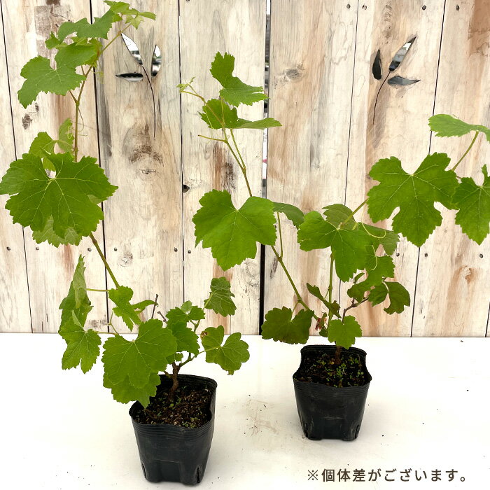 ぶどう 苗 シラー 10.5cmポット ぶどう 葡萄 ブドウ ワイン用 果樹苗 hru