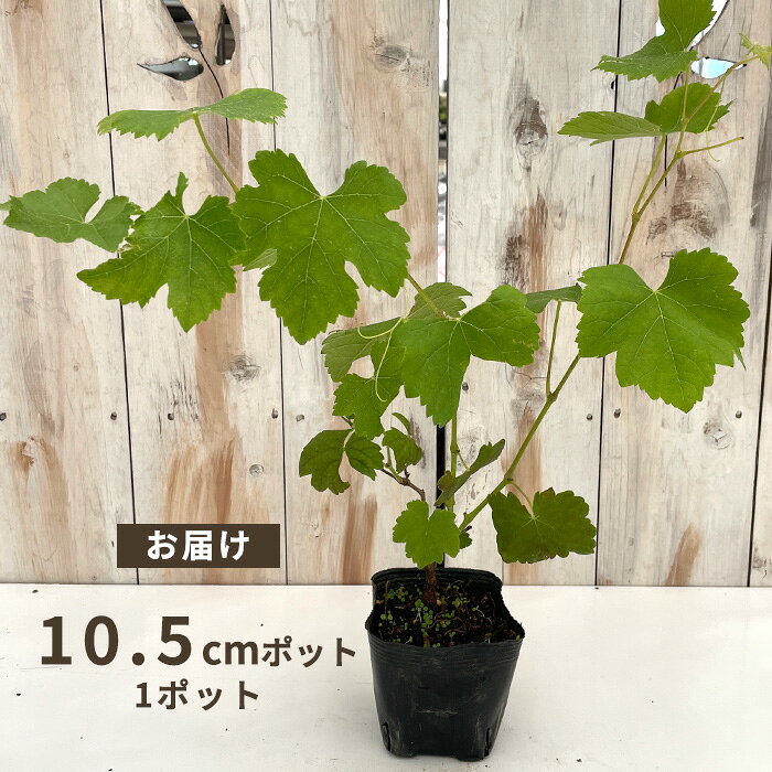 ぶどう 苗 シラー 10.5cmポット ぶどう 葡萄 ブドウ ワイン用 果樹苗 hru