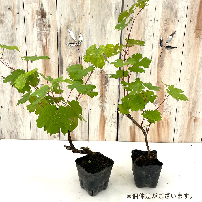 ぶどう 苗 カベルネフラン 10.5cmポット ぶどう 葡萄 ブドウ ワイン用 果樹苗 hru