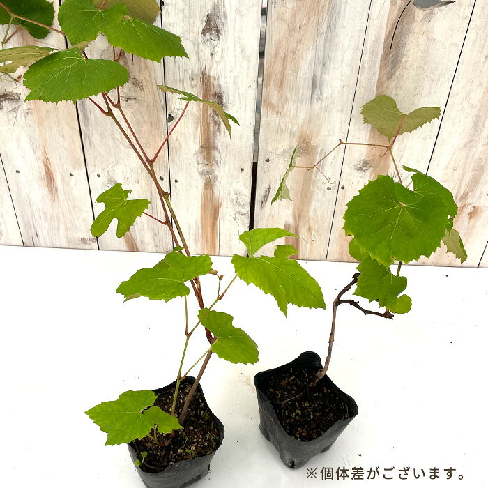 ぶどう 苗 カベルネフラン 10.5cmポット ぶどう 葡萄 ブドウ ワイン用 果樹苗 hru