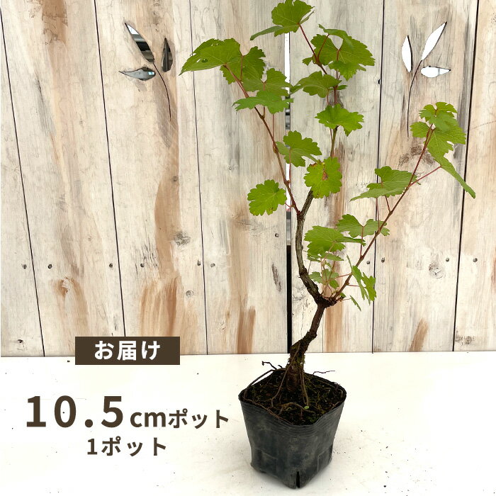 ぶどう 苗 メルロー 10.5cmポット ぶどう 葡萄 ブドウ ワイン用 果樹苗 hru