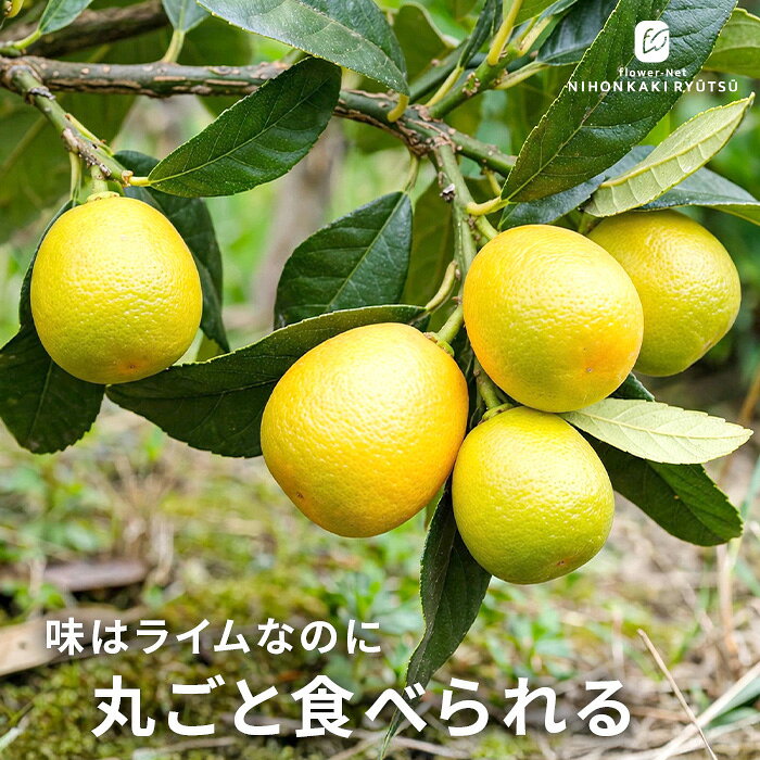 送料について→ カンキツ■　特徴金柑のコンパクトさと耐寒性、ライムの爽やかな風味を兼ね備えた欲張りハイブリット柑橘。 青実でライム・完熟でキンカンと2度楽しめ、鉢植えでも毎年たっぷり収穫できる家庭果樹の人気品種です！ 果実の形は細長く、皮が薄く食べやすいです。 　≪鉢植え専用果樹苗だから、広いお庭は不要≫ 「うちは広い庭がないから .. 。」と果樹栽培を訪めてませんか? 初めて果樹を育てる方を応援する鉢植えでも育てられる果樹苗です。 ベランダやテラスなどでプランターや鉢に植えて野菜を育てたことのある方も多いと思います。野菜の次は、是非一度完熱フルーツのおいしさをお試し下さい。 ベランダやテラスなどでもお気軽に家庭果樹園が楽しめます。 もちろん、地植えでもお育ていただけます。■　置き場所と水やり日当たりが良い場所で育ててください。 真夏の暑さが厳しい時には屋外に避難させてください。 土の正面が乾いたら水をあげて下さい。 根が浅いので乾燥には注意が必要です。 ■　庭植えの場合土質は選びませんが、日当たりが良く、水はけの良いところなら申し分ありません。 植え穴にピートモスと土とを混ぜて植え込みます。 水をたっぷりと与えて下さい。 その後はほとんど放っておいてもよく生育します。■　鉢植えの場合6号鉢に赤玉土6、腐葉土3、砂1の割合で植え込む。 あまり乾燥させないように鉢土の表面が乾いたら水を与えて下さい。 ■　サイズ・その他15cmポット 1ポット ※個体差がございますのでご了承ください。　