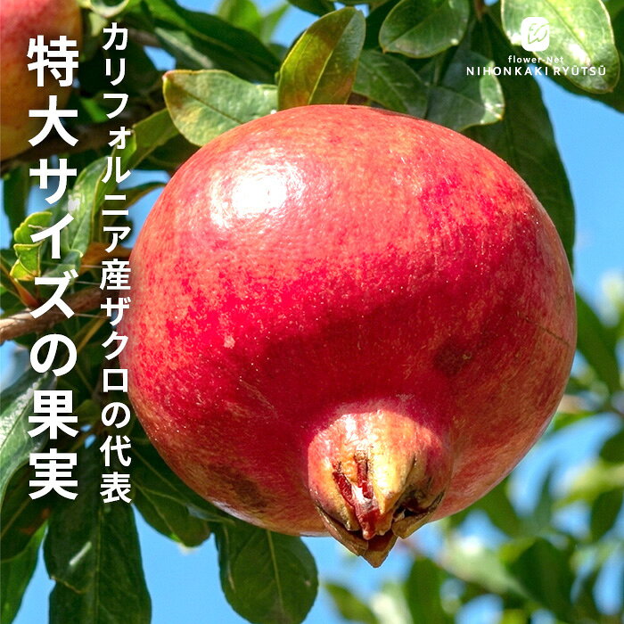 ザクロ苗ワンダフル12cmポット送...