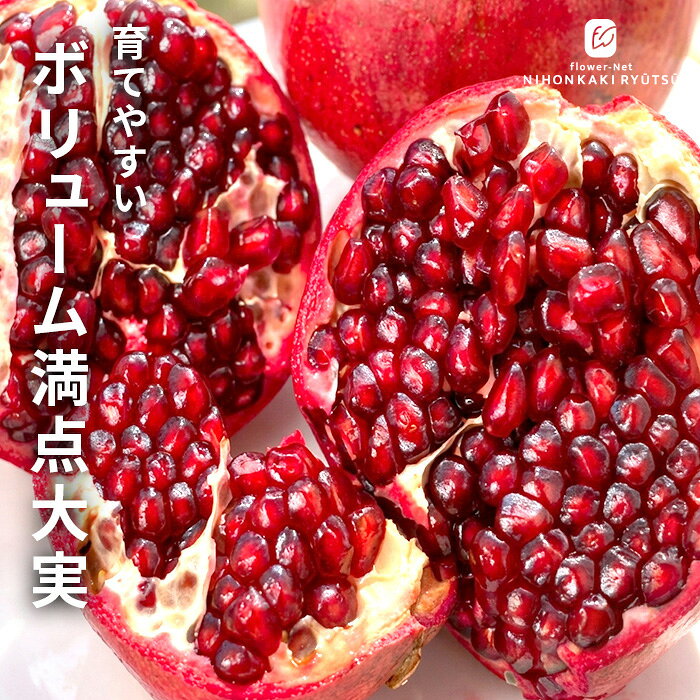 ザクロ 苗 カリフォルニア 12cmポット 送料無料 グレナデン 珍しい 石榴 ざくろ 柘...