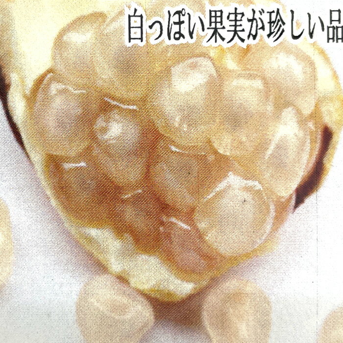 ザクロ 苗 白実 12cmポット 送料無料 しろみのざくろ グレナデン 珍しい 石榴 ざく...
