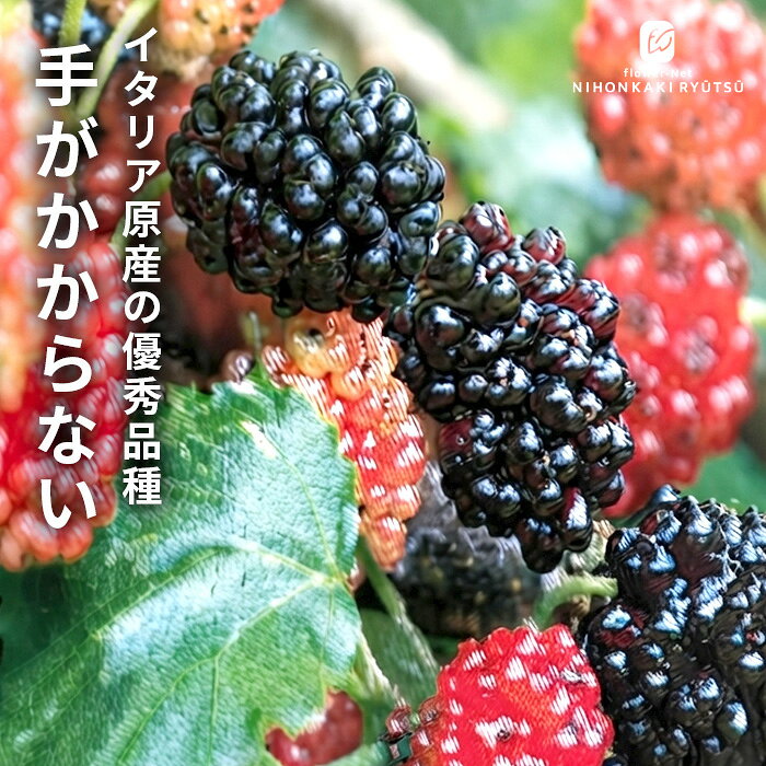 マルベリー苗カタネオ12cmポット...