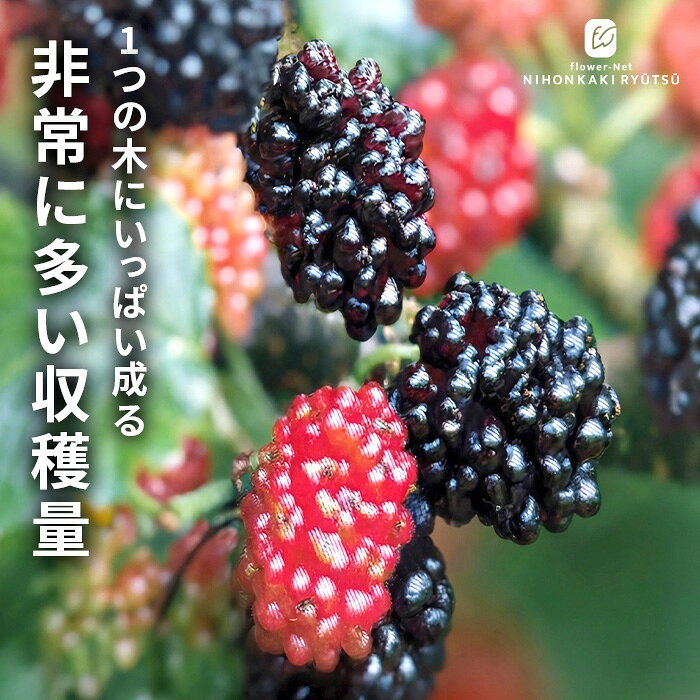 マルベリー 苗 トルコフルーツ 12cmポット 桑の実 苗木 果樹苗 hru