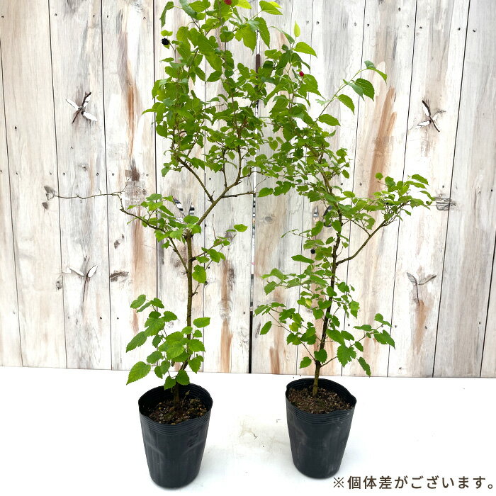 マルベリー 苗 トルコフルーツ 12cmポット 桑の実 苗木 果樹苗 hru