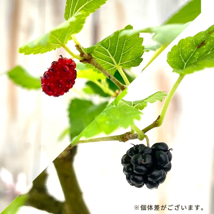 マルベリー 苗 トルコフルーツ 12cmポット 桑の実 苗木 果樹苗 hru