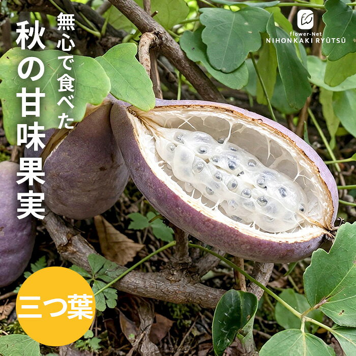 アケビ 苗 三つ葉アケビ 12cmポット 送料無料 あけび 里山果樹 果実 苗木 果樹苗 hru