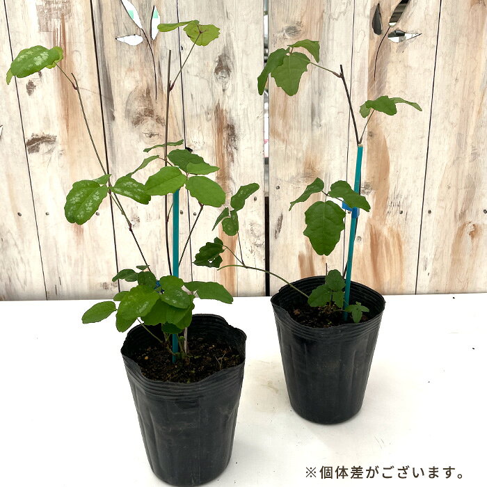 アケビ 苗 三つ葉アケビ 12cmポット 送料無料 あけび 里山果樹 果実 苗木 果樹苗 hru