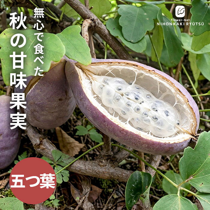 Rakuten - アケビ 苗 五葉アケビ 12cmポット あけび 里山果樹 果実 苗木 果樹苗 hru