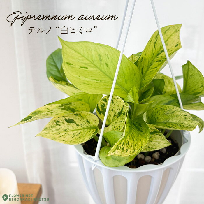 観葉植物 ポトス テルノ No.未定 白ヒミコ 5号鉢 送料無料 観葉植物 室内 贈り物 プレゼント インテリア おしゃれ
