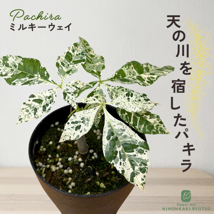 楽天市場】パキラ 斑入り（観葉植物｜花・観葉植物）：花・ガーデン