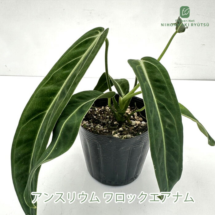 観葉植物 アンスリウム ワロクアナム 10.5cmポット 送料無料 アンスリューム 観葉植物 小型 小さい 室内 贈り物 プレゼント インテリア おしゃれ