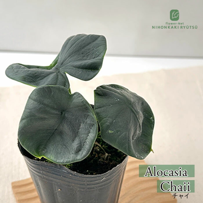 Bird Of Paradise Flower - 観葉植物 アロカシア チャイ 9cmポット 送料無料 観葉植物 小型 小さい 室内 贈り物 プレゼント インテリア おしゃれ #よなよなボタニック