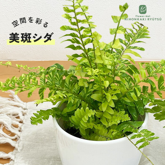 小型 シダ植物 茶色の鉢 No.11 楽天市場】シダ 鉢の通販