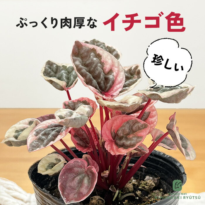 楽天市場】レア 希少（種類（植物）ペペロミア）（花・ガーデン・DIY