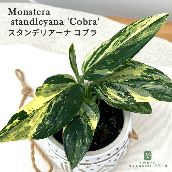樂天商城 - 観葉植物 モンステラ スタンデリアーナ コブラ 9cmポット 観葉植物 小型 小さい 室内 贈り物 プレゼント インテリア おしゃれmon