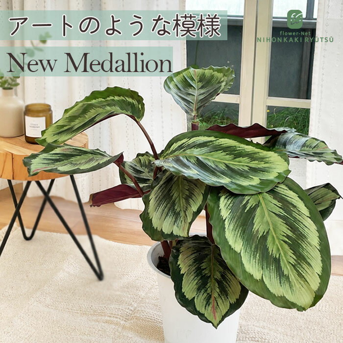 楽天市場】観葉植物 カラテア 6号の通販