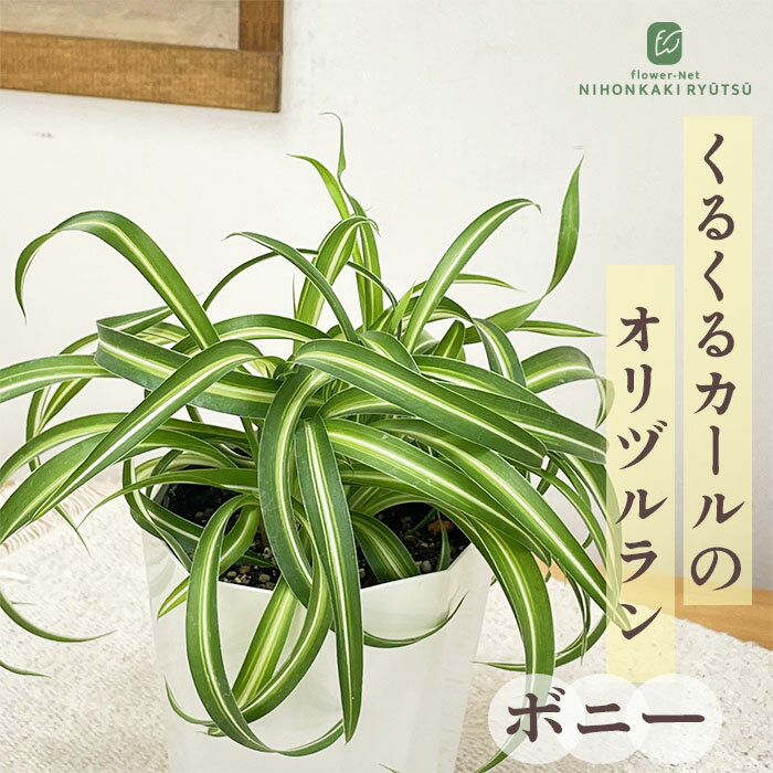 楽天市場】オリヅルラン（サイズ（植木鉢）4 ～ 6号）（観葉植物｜花