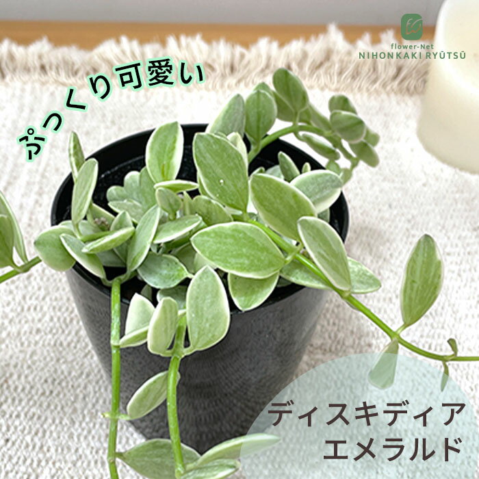 楽天市場】ディスキディア（観葉植物｜花・観葉植物）：花・ガーデン