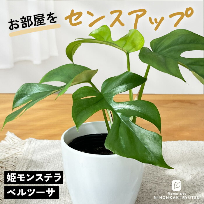 楽天市場】ヒメモンステラ 株の通販