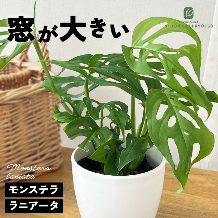 楽天市場】5号鉢 モンステラの通販