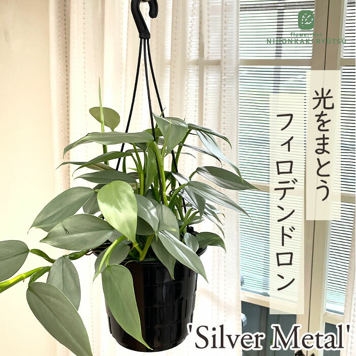楽天市場】フィロデンドロン シルバーメタル（花・観葉植物｜花