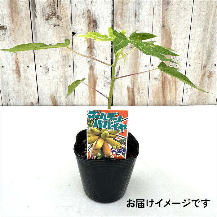 パパイヤ 苗 ゴールデンパパイヤ 10.5cmポット トロピカルフルーツ 野菜苗 家庭菜園