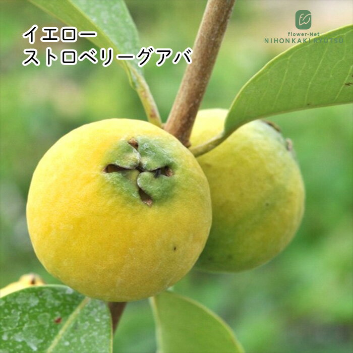 グアバ 苗 イエローストロベリーグアバ 9cmポット トロピカルフルーツ 野菜苗 家庭...