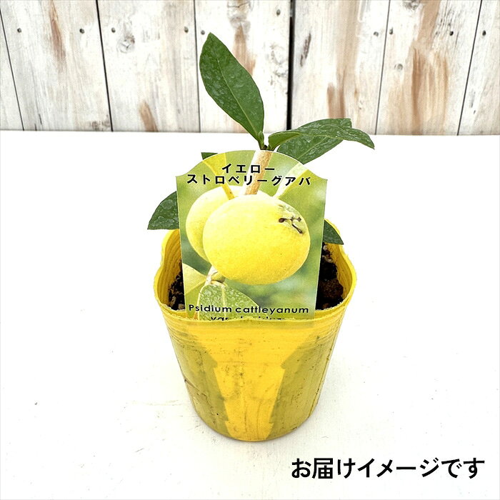 グアバ 苗 イエローストロベリーグアバ 9cmポット トロピカルフルーツ 野菜苗 家庭...