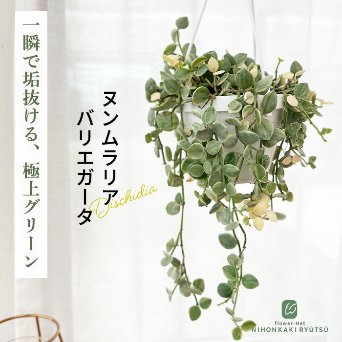 楽天市場】ディスキディア ヌンムラリア（花・ガーデン・DIY）の通販