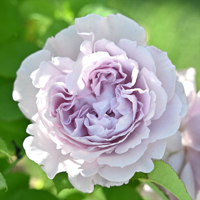 楽天市場】天使（種類（植物）バラ）（苗物｜ガーデニング・農業）：花