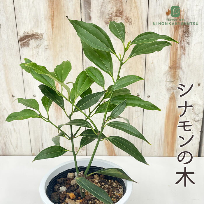 楽天市場】セイロン シナモン（花・ガーデン・DIY）の通販