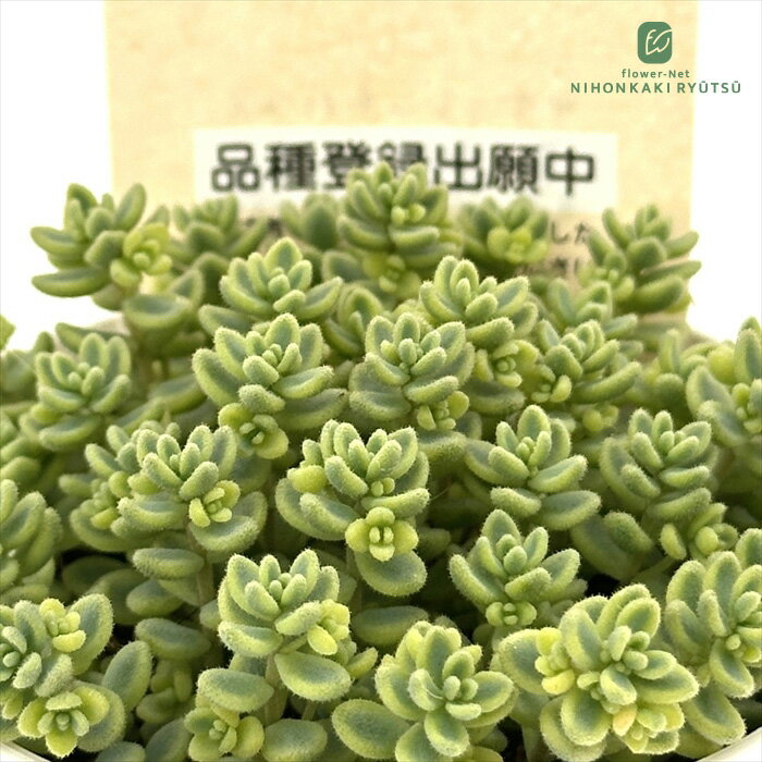楽天市場】多肉植物 ミモザの通販