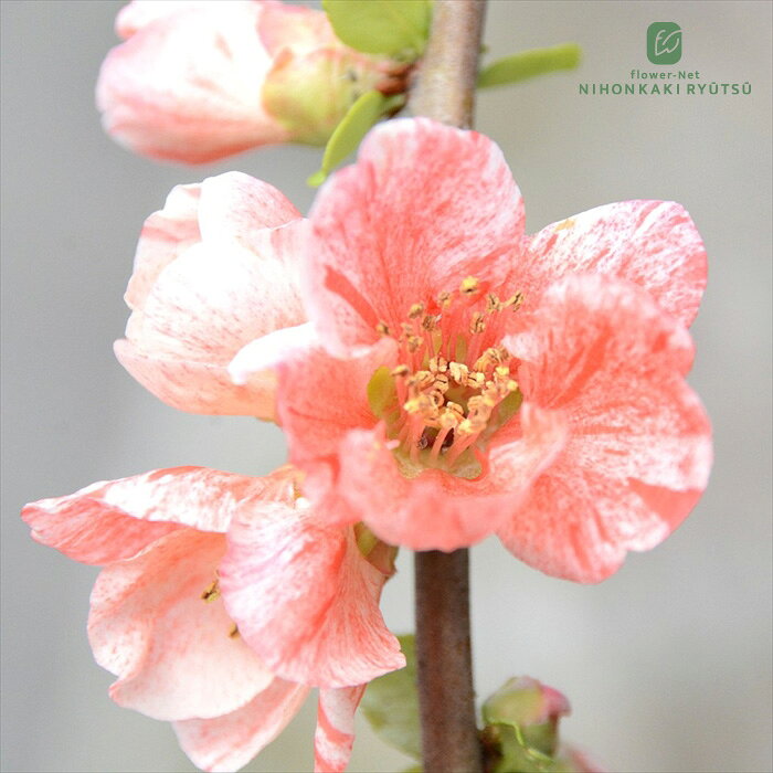 予約販売 木瓜 貴婦人 9cmポット 開花予定株 ボケ 花苗 庭木 花木 mke 11月下旬以降発送