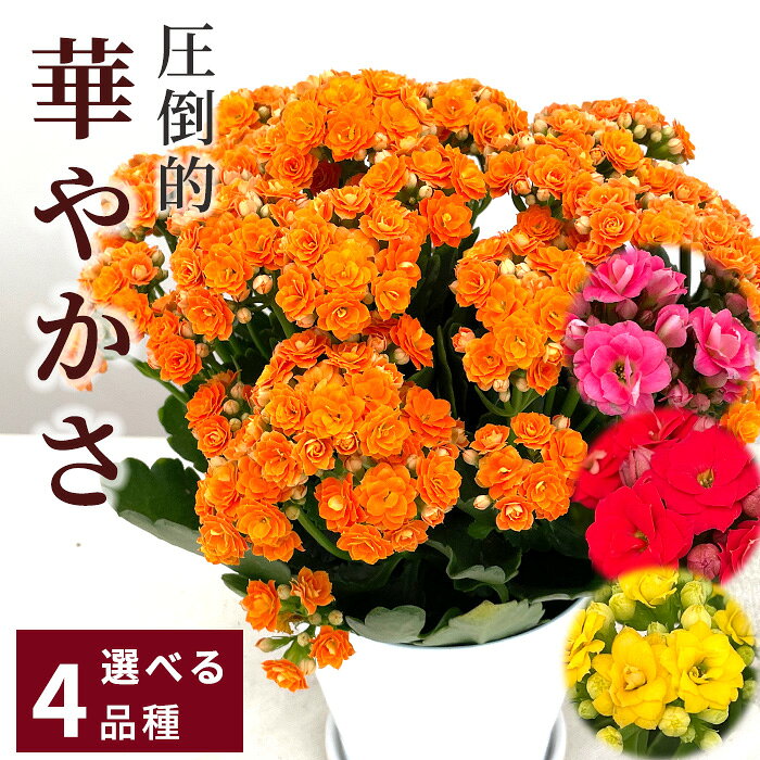 楽天市場】カランコエ（花・観葉植物｜花・ガーデン・DIY）の通販