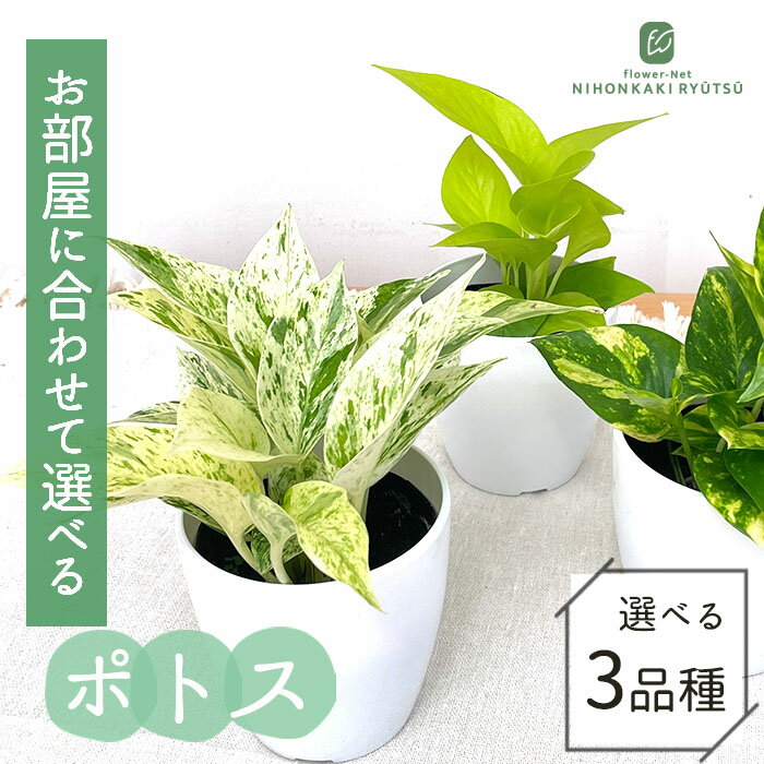 楽天市場】ボトスの通販