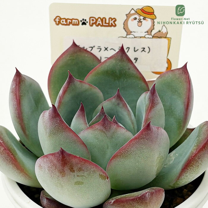 楽天市場】ヘラクレス 多肉植物の通販
