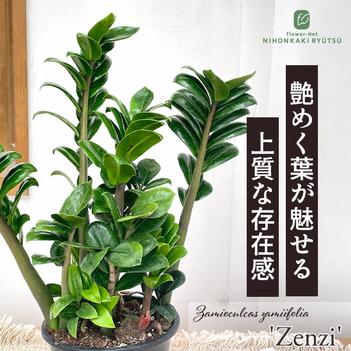 楽天市場】ザミオクルカスの通販