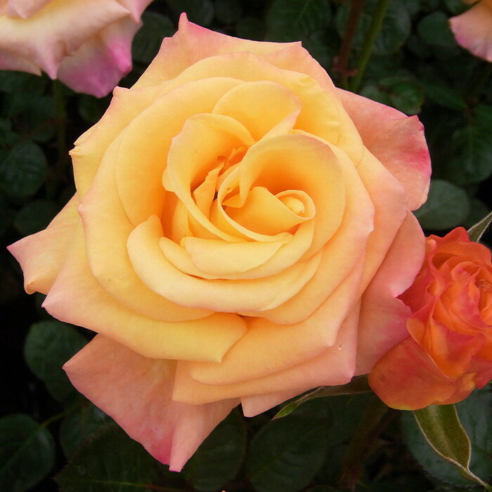 予約販売 バラ苗 バラ大苗 中輪 モナリザ 四季咲き 薔薇 ばら オレンジ troe 12月中旬以降発送