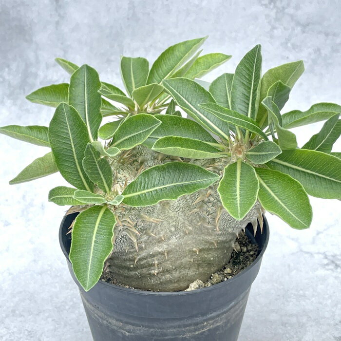 楽天市場】パキポディウム 恵比寿大黒（観葉植物｜花・観葉植物）：花