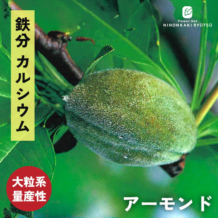 特徴 アーモンドは、春を彩る美しい花と、美味しい実の収穫を同時に楽しめる魅力的な家庭果樹です。 桃の仲間であるため、春には桜や桃よりも一段と濃く鮮やかな、見事な薄桃色の花を咲かせてお庭を華やかに彩ります。 最大の特徴は、おやつや洋菓子に欠かせない、あの大粒の香ばしいナッツがご家庭で次々と収穫できる優れた量産性にあります。 渋みのある果肉が中の種を守っているため、気になる鳥や動物による食害を受けにくいのも、育てるうえで嬉しいメリットです。 毎日の栄養補給にぴったりな鉄やカルシウム、各種ミネラルをバランスよく含む自然の恵みを、最高の風味で贅沢に味わってみてください。 ・大きさ 大粒系（量産性・実付きが良い） ・開花時期 春（薄桃色の美しい花が咲く） ・用途 自家製ナッツ（種を加熱して食用に）、庭木、花木 ・特徴 比較的強健で育てやすい / 鳥獣害を受けにくいスイート系品種 / 鉄・カルシウム・ミネラル含有 ※栽培環境により異なる場合があります。 管理方法 【置き場所】 日光が大好きです。年間を通して日当たりの良い、風通しの良い場所で育ててください。日照不足になると実付きが悪くなります。 【水やり】 ◎地植えの場合 一度根付いてしまえば、基本的に雨が降るだけで十分育ちます。夏場など極端に乾燥が続く日だけ、朝か夕方にたっぷりと与えてください。 ◎鉢植えの場合 土の表面が「しっかりと乾いたら」鉢底から流れ出るくらいたっぷりと与えます。過湿に弱い一方で、夏の水切れは実が落ちる原因になるため、メリハリのある水やりがコツです。 【肥料の与え方】 年3回のタイミングが目安 収穫のタイミング 果肉がパカッと割れたら収穫のサイン！ 8月〜9月頃、実の周りの果肉が熟して自然と「開裂（パックリと割れる）」します。 中の固い殻（種）が見えたら収穫の適期です。収穫した殻を数日干して乾燥させ、殻を割って中の仁（じん）を取り出し、炒って香ばしいナッツとして楽しみます。 サイズ・その他 13.5cmポット 1ポット ※樹形・大きさには個体差がございます。 ※露地栽培のため、葉の傷み等が生じていることがございます。 ※落葉樹のため入荷時期によって葉がない場合がございますのでご了承の上お買い求めください。 注意点 ※ご予約苗につきましては、植物のため生育不良等の理由で商品の準備ができない場合がございます。 ※発送時期が異なる商品とは同梱できません。 ※各商品ページに記載の発送時期をご確認の上ご注文下さい。　
