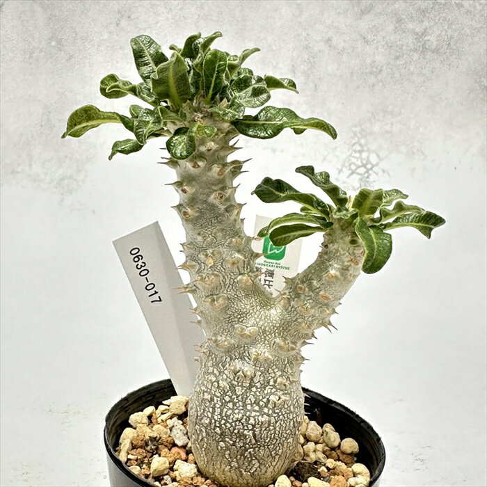 楽天市場】パキポディウム 恵比寿大黒（観葉植物｜花・観葉植物）：花