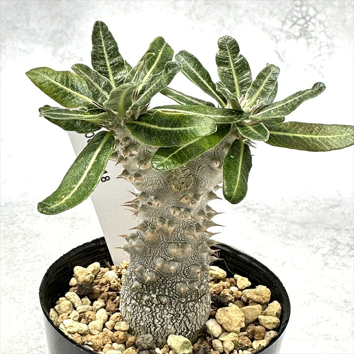 楽天市場】パキポディウム 恵比寿大黒（観葉植物｜花・観葉植物）：花