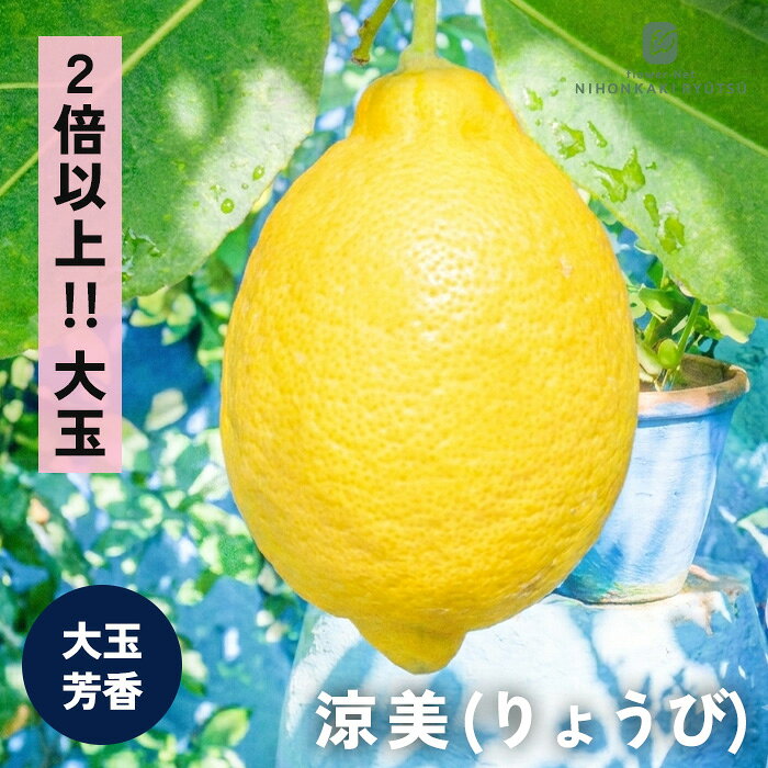 送料について→ 特徴 凉美は、その名の通り日本の気候に適応した晩生品種。 一般的なレモンと比較して2倍以上、ずっしりとした重みを感じる巨大な果実に成長します。 冬の間は爽やかなグリーンレモンの姿で木に実ったまま越冬し、春から夏にかけて鮮やかなイエローへと色づいていくため、お庭で長く鑑賞できるのも大きな魅力です。 果皮はなめらかで美しく見栄え抜群。大きく育った果実には爽快な果汁がたっぷりと詰まっており、毎日の暮らしやお料理、ドリンクに贅沢な風味を添える、家庭栽培にイチオシのレモンです。 ・大きさ　200g内外 ・収穫期　5月 〜8月頃 ・受粉樹　自家受粉 ※栽培環境により異なる場合があります。 鉢植えでの栽培 寒い地域で育てる場合は、寒さを避けるために移動しやすい鉢植えがおススメです。 ・植え付け：プラスチック鉢や素焼き鉢を用意し、鉢底石を敷いた後、市販の「果樹用の土」または「花木用の土」を使って植え付けます。 ・肥料：植え付け後、用土の上に市販の固形肥料を与えます。 ・水やり：土の表面が乾いたら、鉢底から流れ出るくらいたっぷりと与えます。 庭植えでの栽培 ・場所選び：日当たりが良く、水はけのよい場所を選びます。 ・植え付け時期：寒冷地では「春」に植え付けます。冬の最低気温が氷点下にならない温暖な地域では、「春」または「秋」に植え付けます。 ・植え付け：穴は横に大きめに掘り（深く掘りすぎる必要はありません）、市販の果樹用の土を使用します。 ・肥料：鉢植え同様、株元の土の上に固形肥料を与えてください。 ・水やり：土の表面が乾いたら、根元にしっかり染み込むくらいたっぷりと与えます。 サイズ・その他 13.5cmポット 1ポット ※樹形・大きさには個体差がございます。 ※苗木の画像はお届け時のイメージとなります。 ※発送時期により落葉している場合があります。 注意点 ※ご予約苗につきましては、植物のため生育不良等の理由で商品の準備ができない場合がございます。 ※発送時期が異なる商品とは同梱できません。 ※各商品ページに記載の発送時期をご確認の上ご注文下さい。　