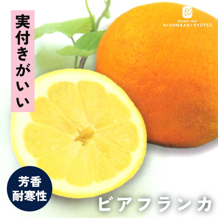 予約販売レモン苗ビアフランカ13....